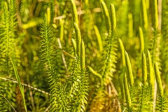 Bärlapp mit Fruchständen