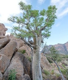 Moringa Baum in Afrika